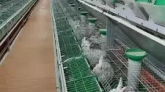 Parduodamas žemes ūkio , mėsiniu triušiu veisimo ir genetikos centro verslas.