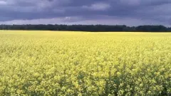 Agricultural business in Russia, Kaliningrad - 3