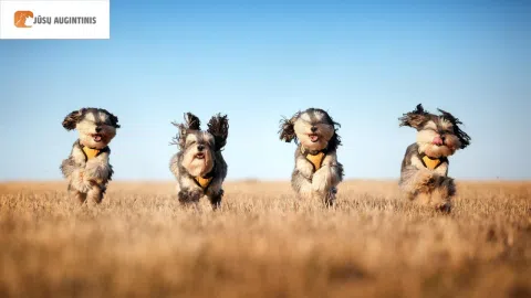 Parduodama pelninga El. Parduotuvė www.jusuaugintinis.lt - 1
